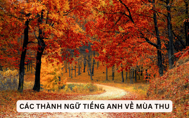 Các thành ngữ tiếng Anh về mùa thu