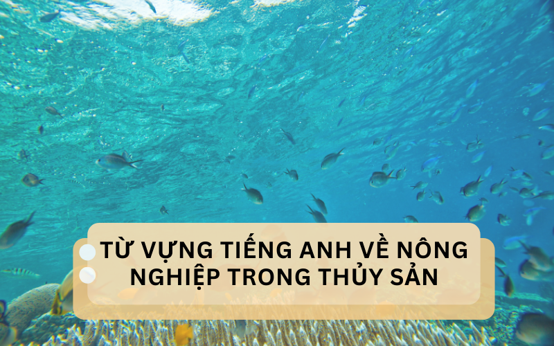 Từ vựng tiếng Anh về nông nghiệp trong thủy sản