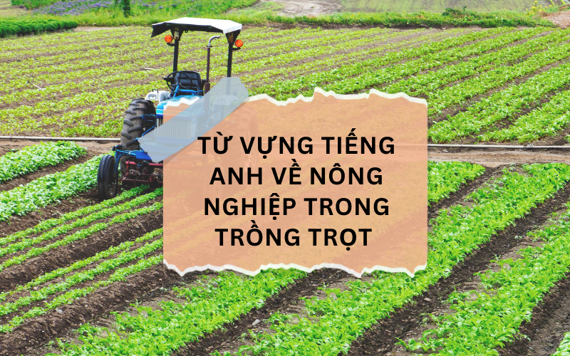 Từ vựng tiếng Anh về nông nghiệp trong trồng trọt 