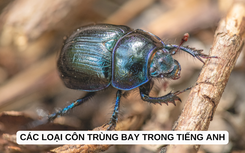 Các loại côn trùng bay trong tiếng Anh