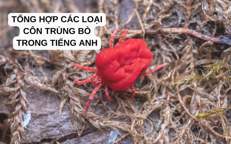 Tổng hợp các loại côn trùng bò trong tiếng Anh