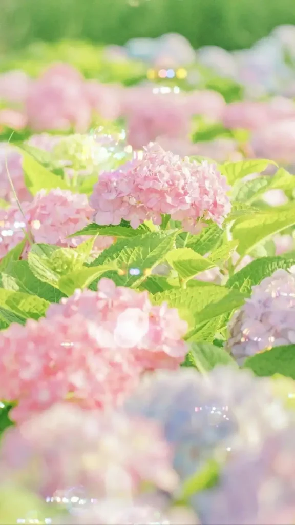 hình nền điện thoại hoa cẩm tú cầu màu hồng