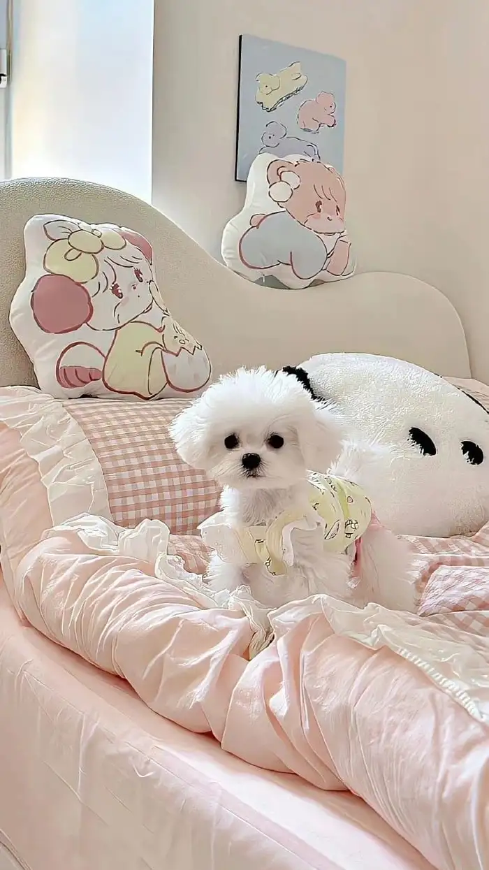 hình nền điện thoại con chó cute 