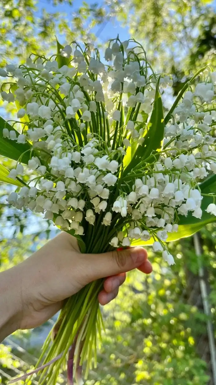 hình nền điện thoại hoa linh lan