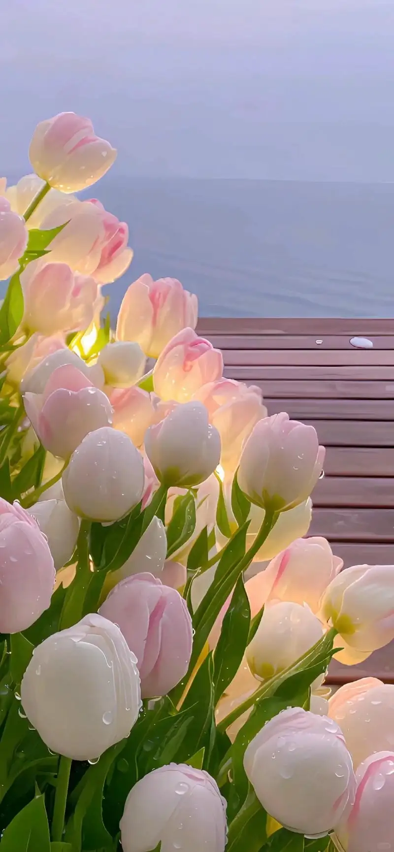 hình nền điện thoại hoa tulip