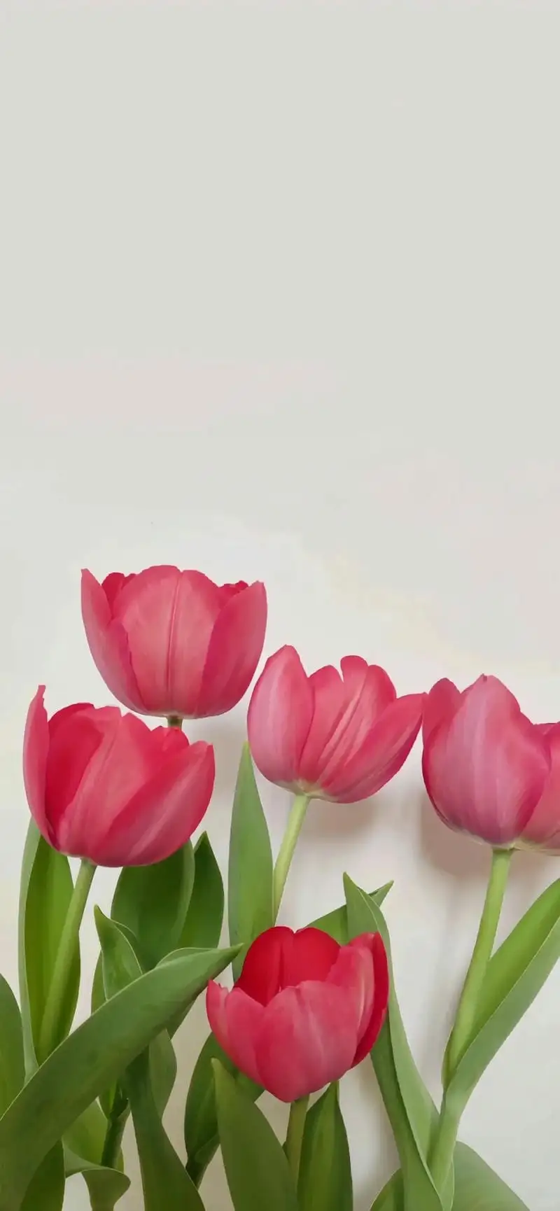 hình nền 5 bông hoa tulip đẹp cho điện thoại 