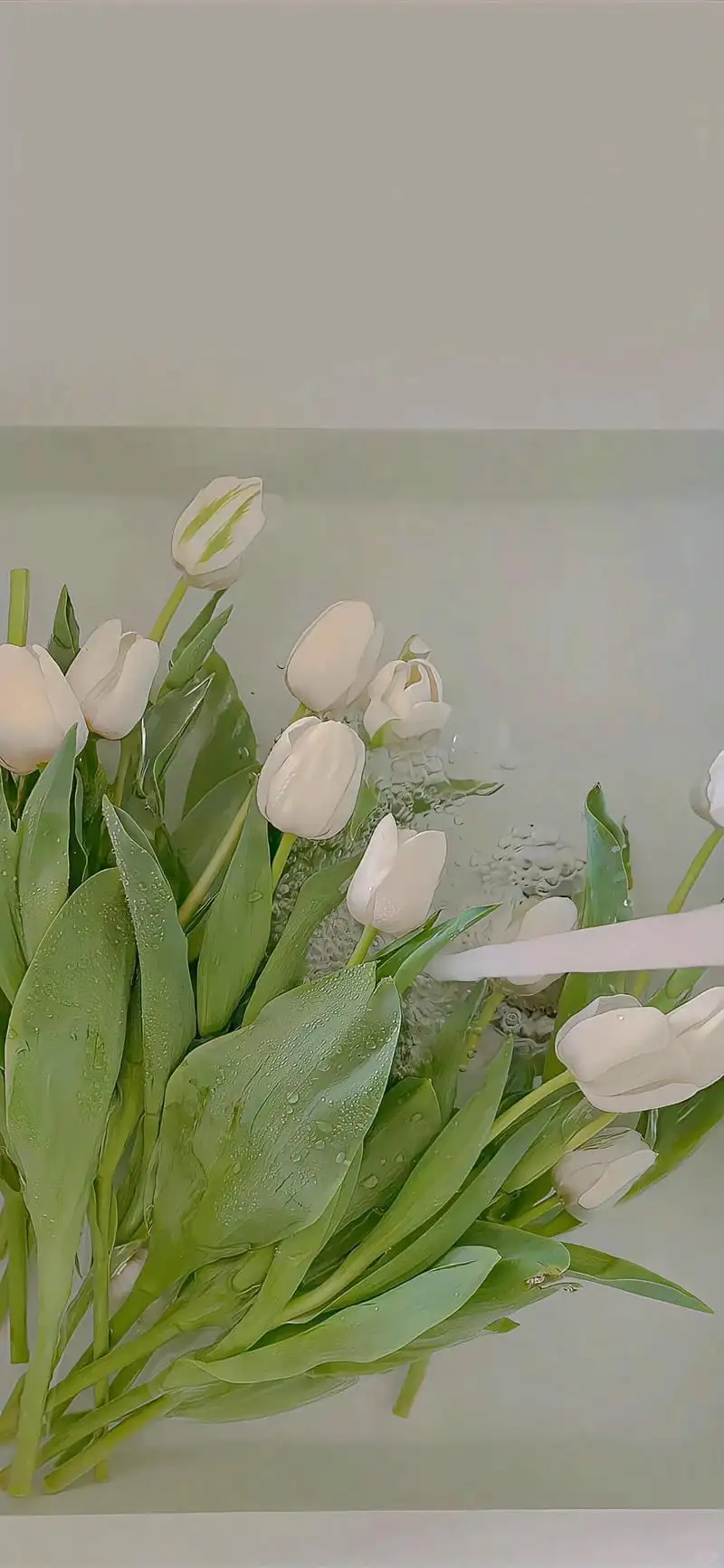 cho điện thoại hình nền bó hoa tulip chill