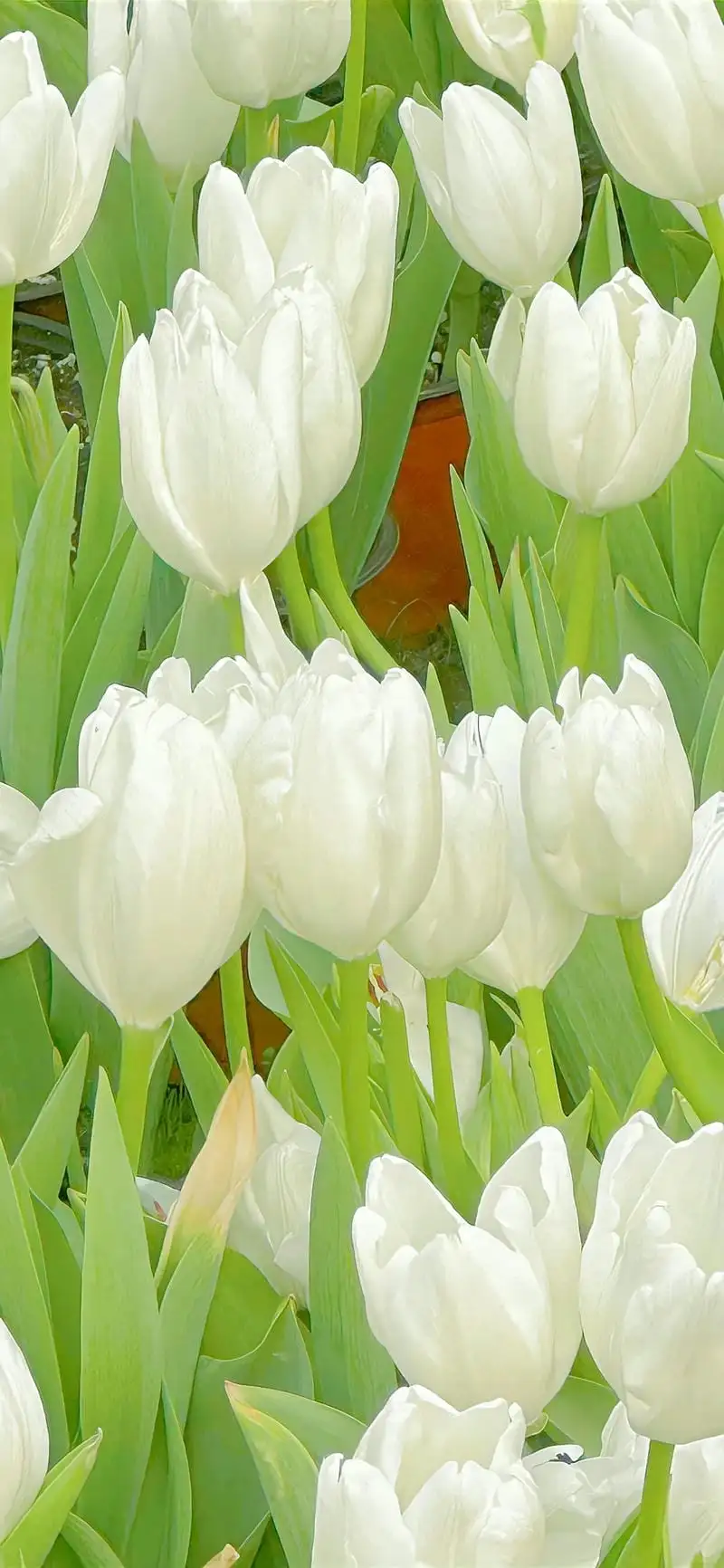 ảnh nền điện thoại các bông hoa tulip