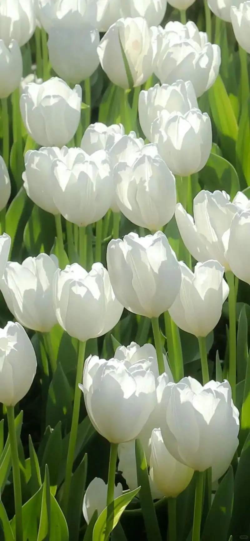 hình nền điện thoại bông hoa tulip