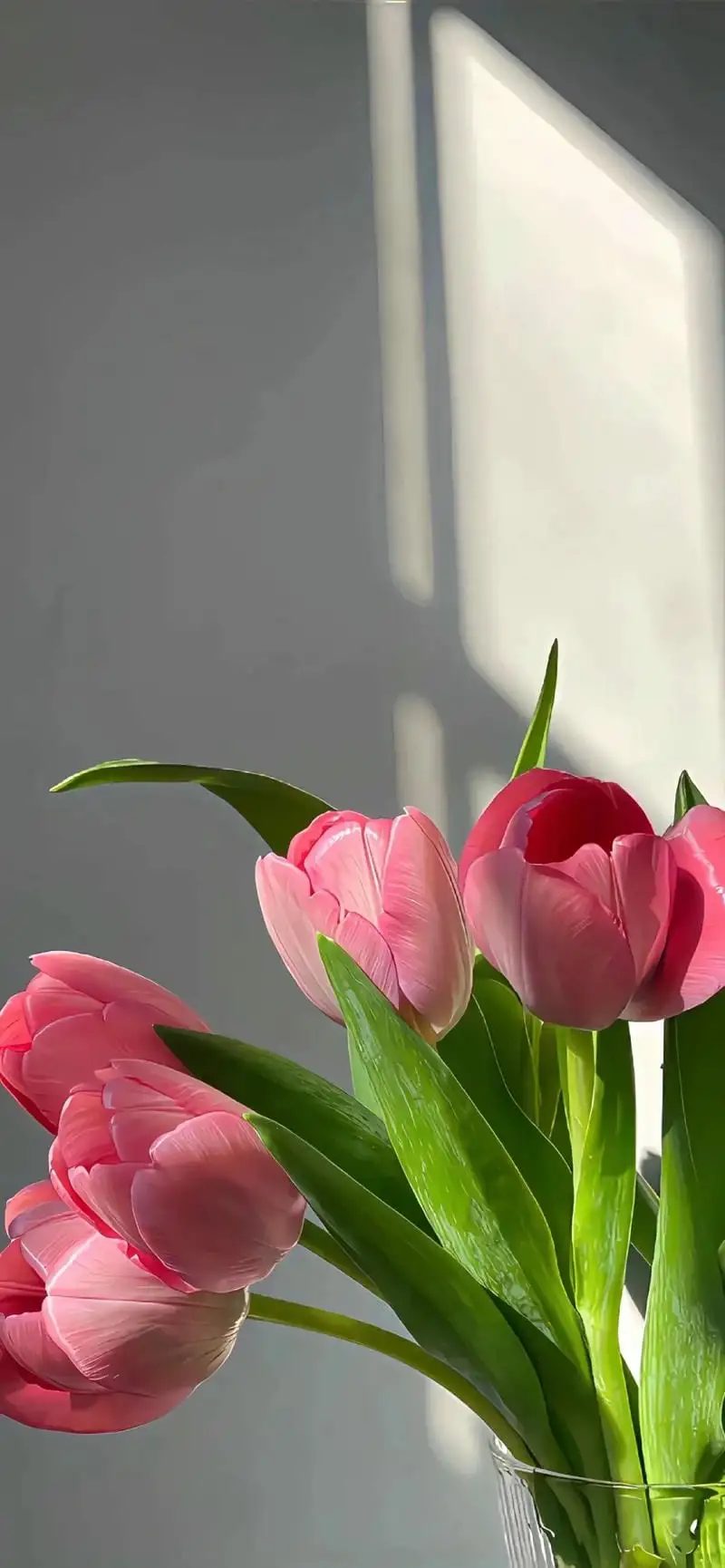 hình nền hoa tulip đẹp cho điện thoại