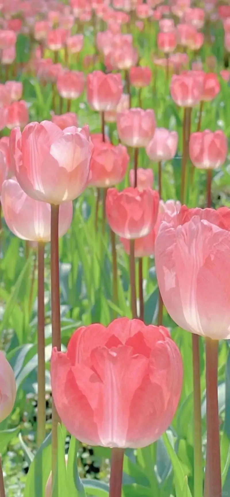 hình nền hoa tulip đỏ đẹp cho điện thoại