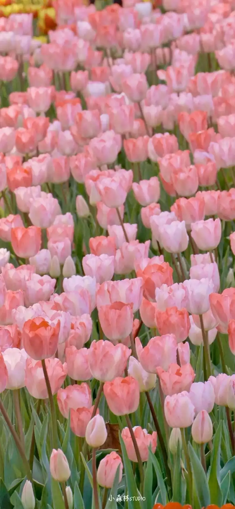 hình nền điện thoại tulip hồng mộng mơ