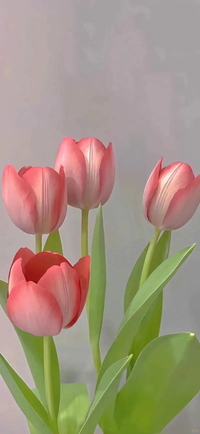 hình nền điện thoại hoa tulip đẹp