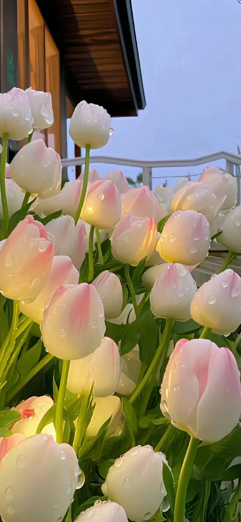 hình nền hoa tulip