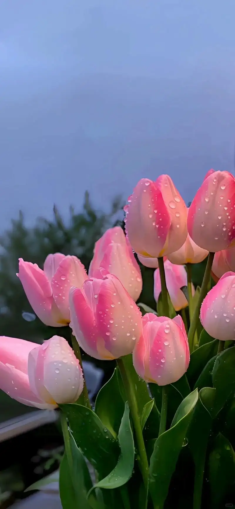 hình nền hoa tulip ướt cho điện thoại 