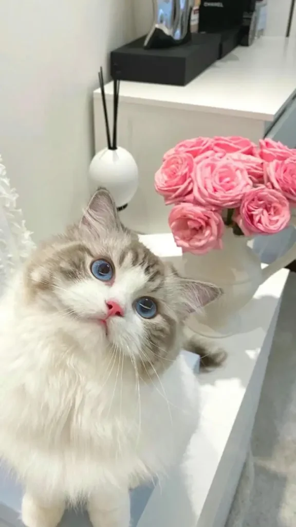 ảnh mèo làm nũng cute làm hình nền điện thoại