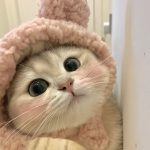 ảnh avatar mèo mặt đơ