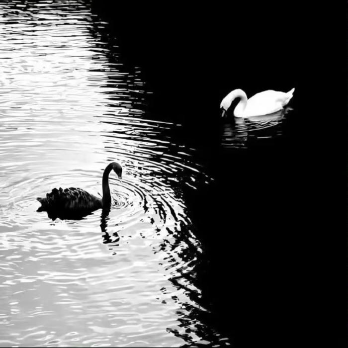 ảnh đại diện đen trắng