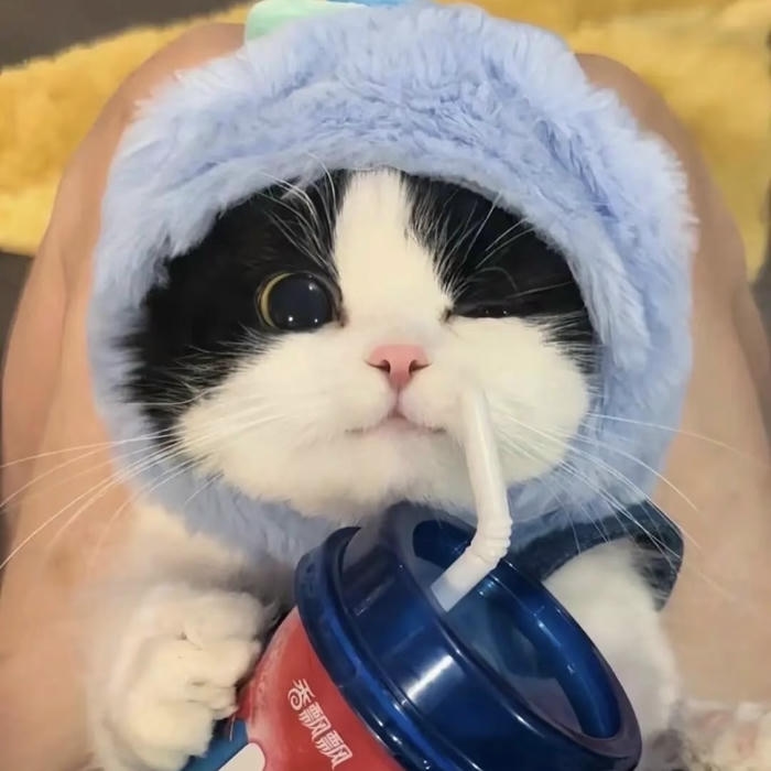 ảnh mèo vô tri chất lượng cao