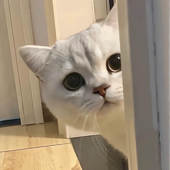 ảnh mèo vô tri hài hước