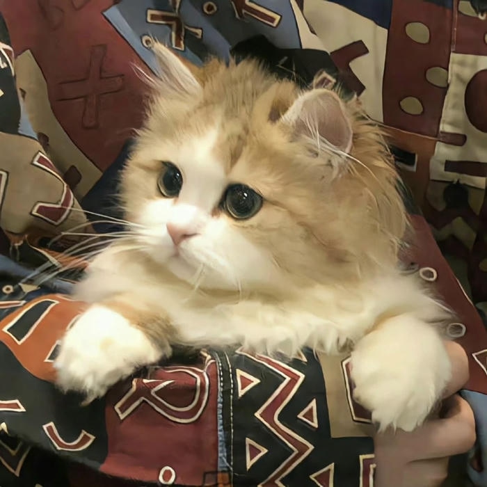 ảnh mèo vô tri nghệ thuật