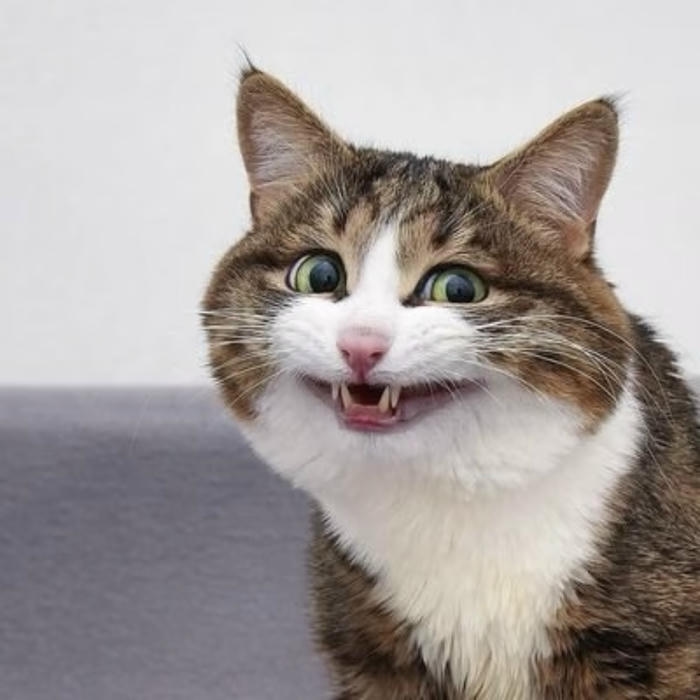 ảnh mèo vô tri phong cách minimal