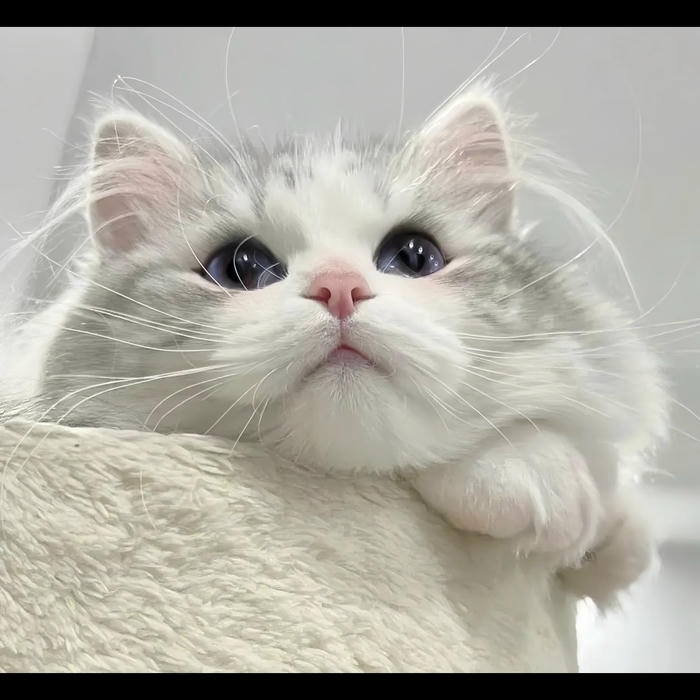 avatar mèo biểu cảm vô hồn