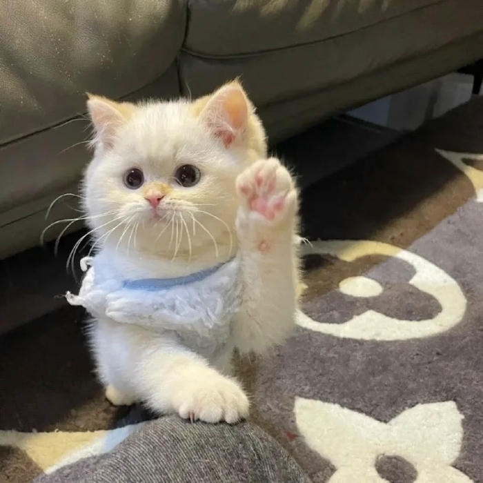 avatar mèo mặt đơ hài hước