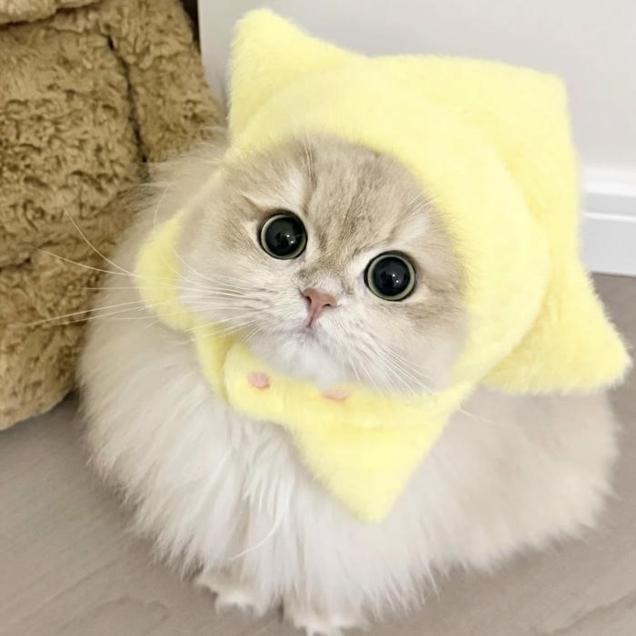 avatar mèo vô cảm cute