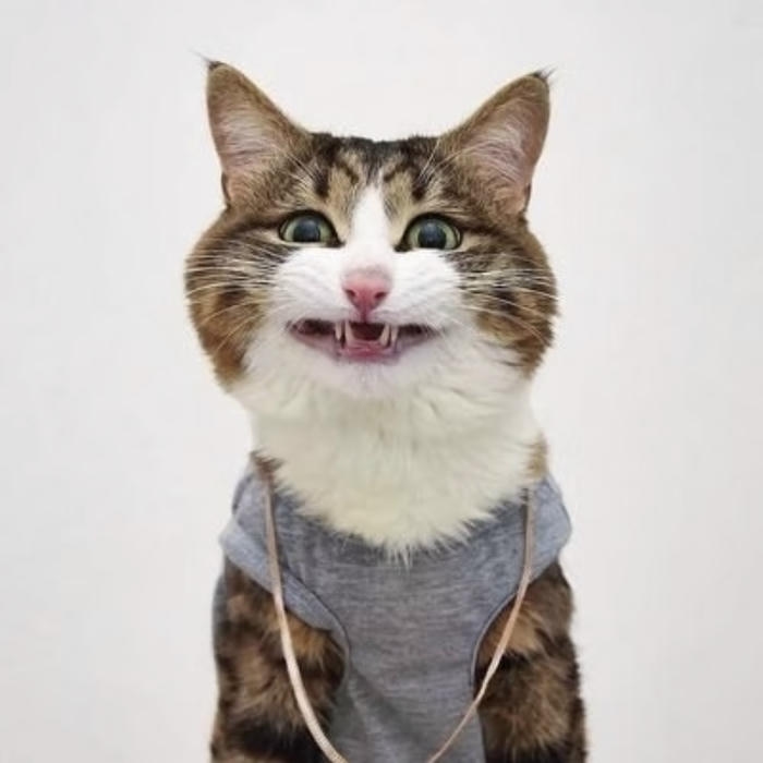 avatar mèo vô tri đúng nghĩa