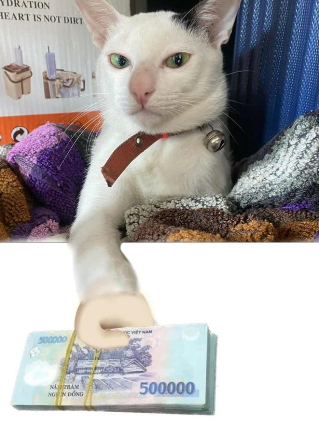 Tuyển tập 154+ meme xin tiền khiến ai cũng phì cười