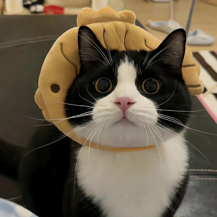 hình mèo biểu cảm lạnh lùng