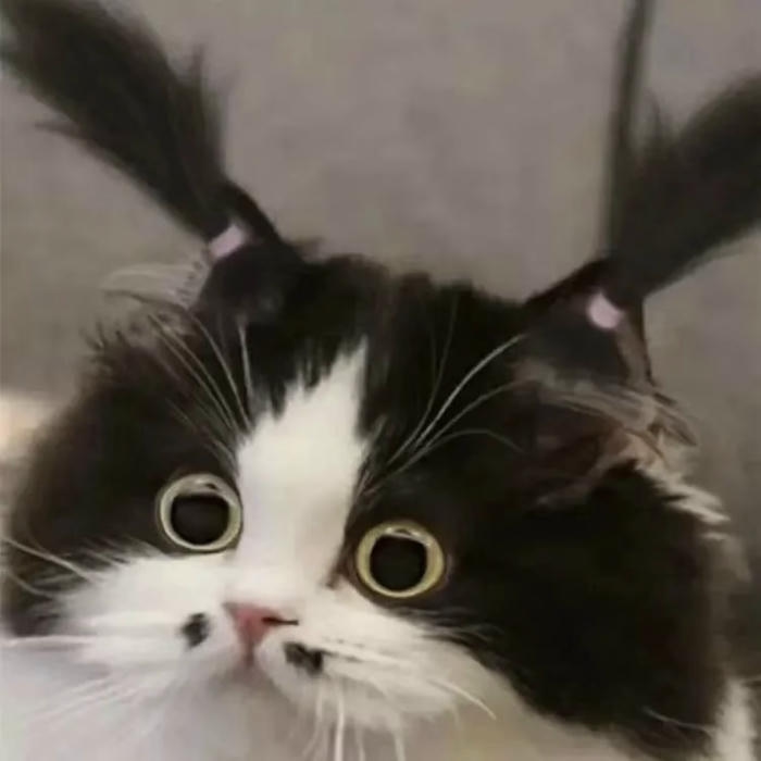 hình mèo đơ meme để làm avatar