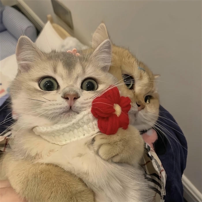 hình mèo vô cảm cute