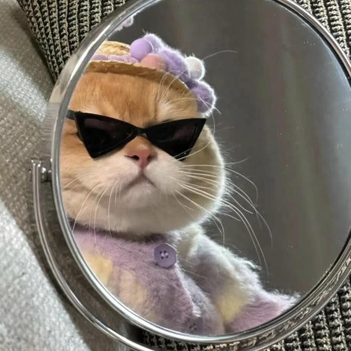 hình mèo vô tri đơn giản