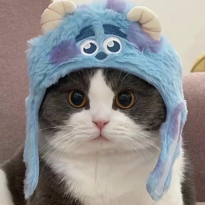 hình mèo vô tri full HD