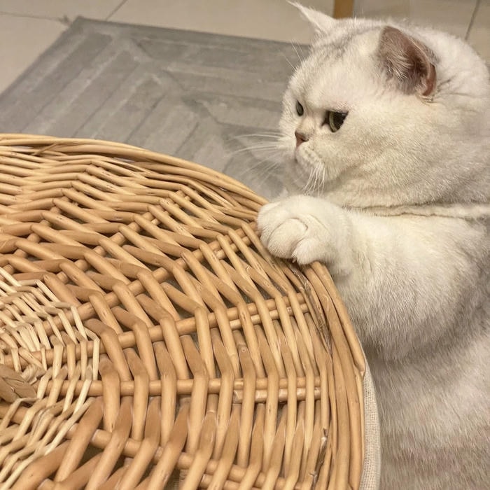 hình mèo vô tri hài meme