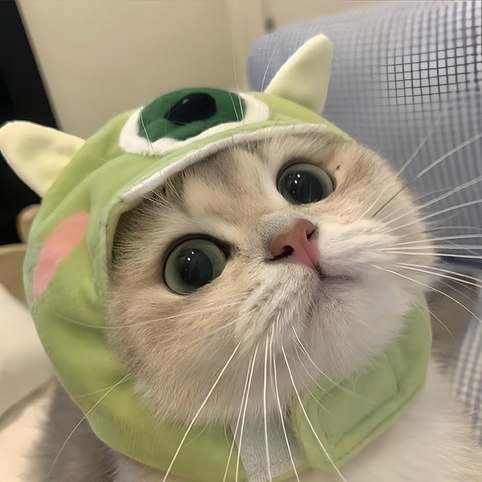 hình mèo vô tri làm avatar