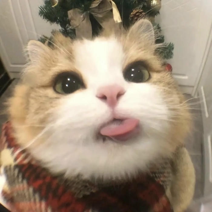 hình mèo vô tri pastel