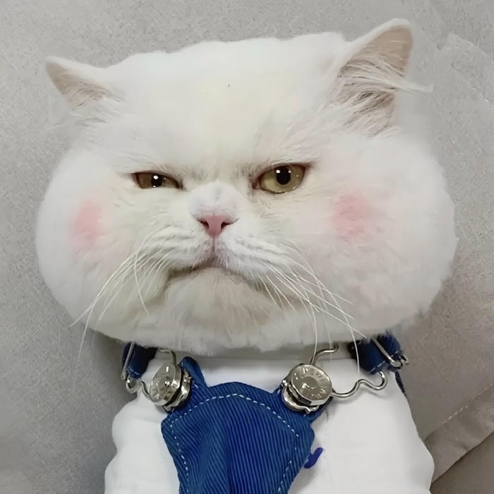 hình mèo vô tri tối giản