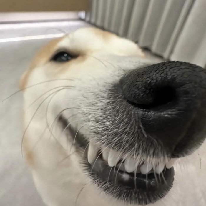 meme avatar troll hài