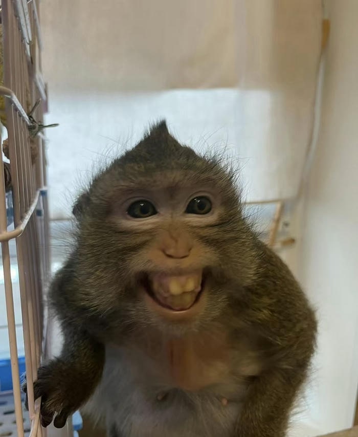 meme cười cực mạnh