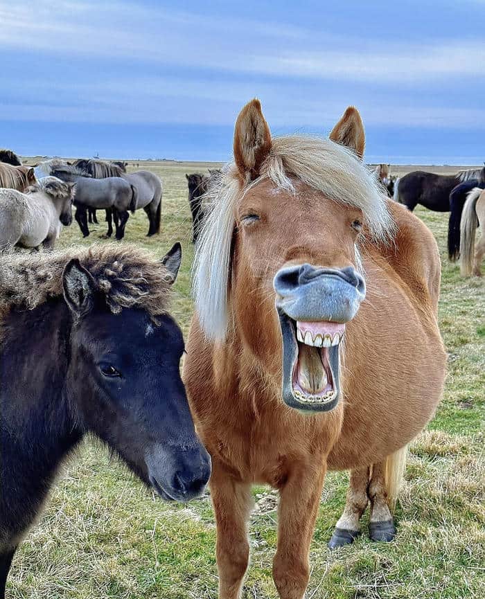 meme cười dễ thương