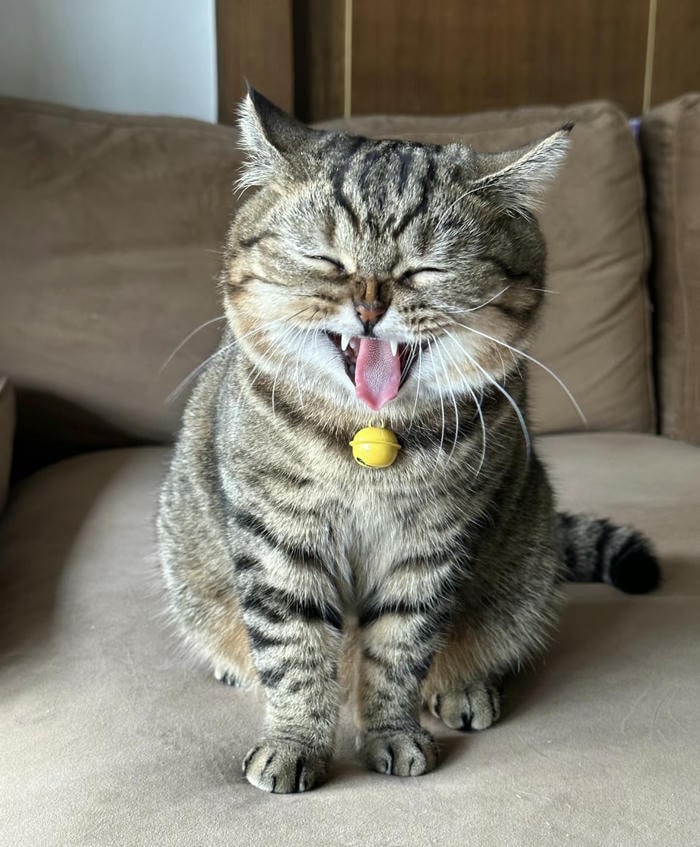 meme cười không nhịn được