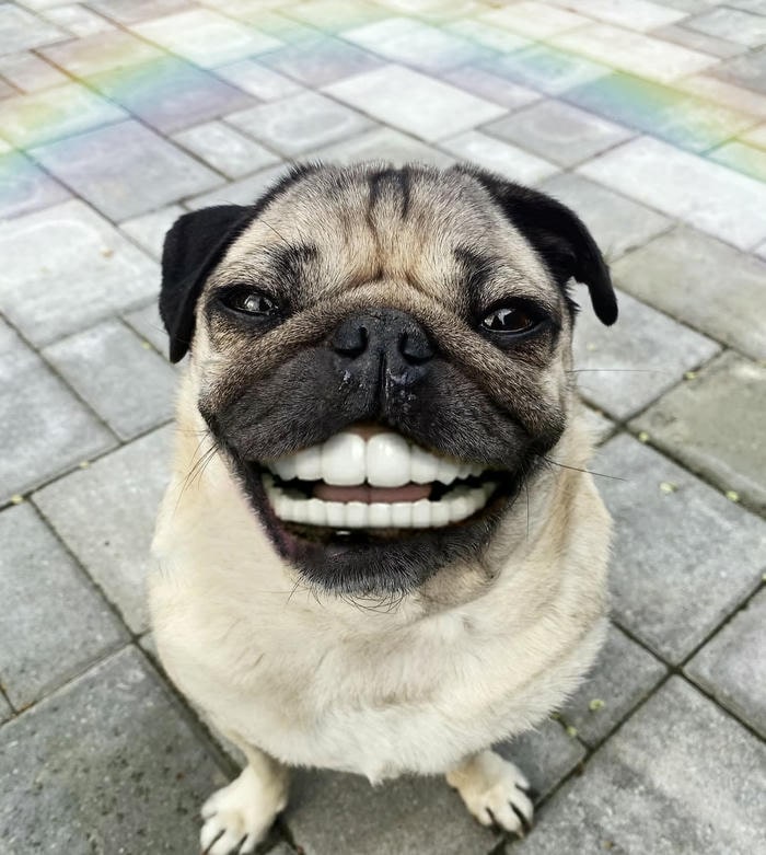 meme cười vui nhộn