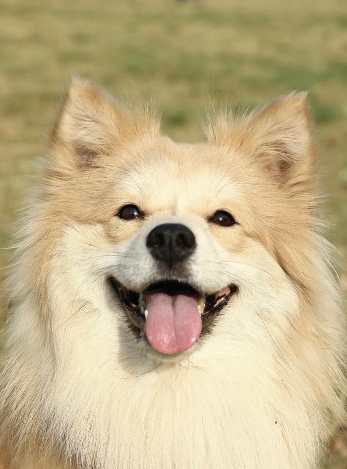 meme động vật cười