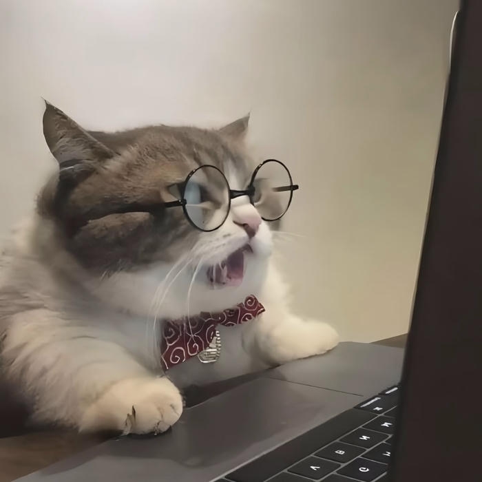 mèo vô tri cute avatar